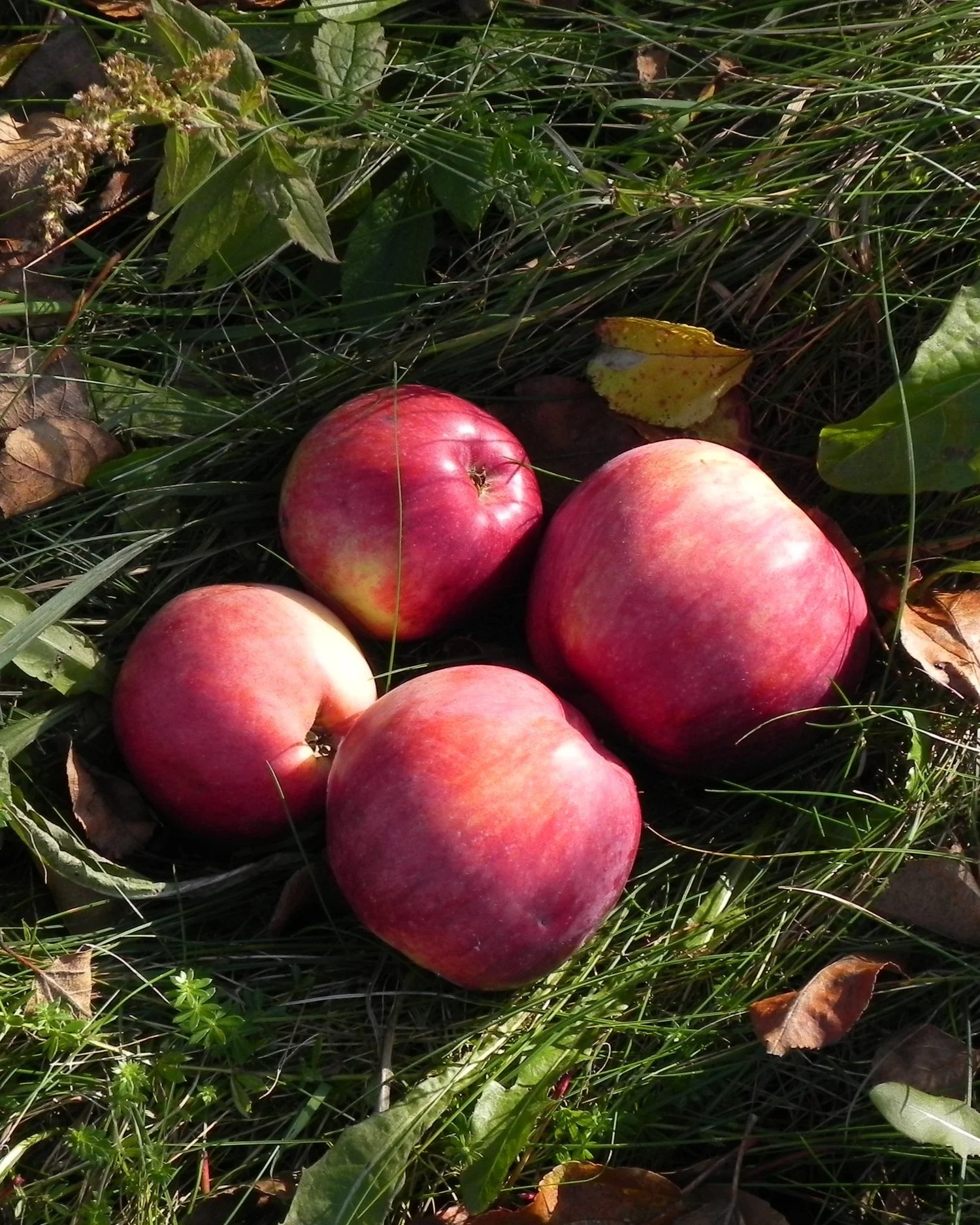 Yellow Transparent Apple — Corn Hill Nursery